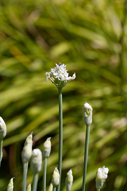 Jardin des Impressionnistes-086